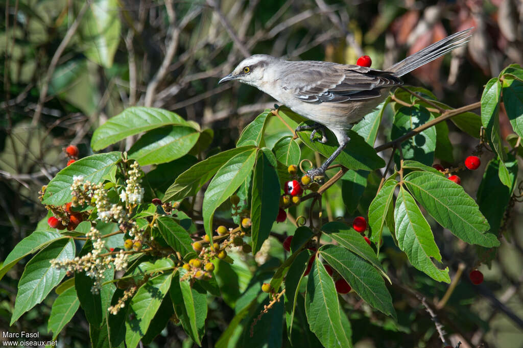 Moqueur plombéadulte, habitat, régime, mange