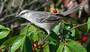 Chalk-browed Mockingbird