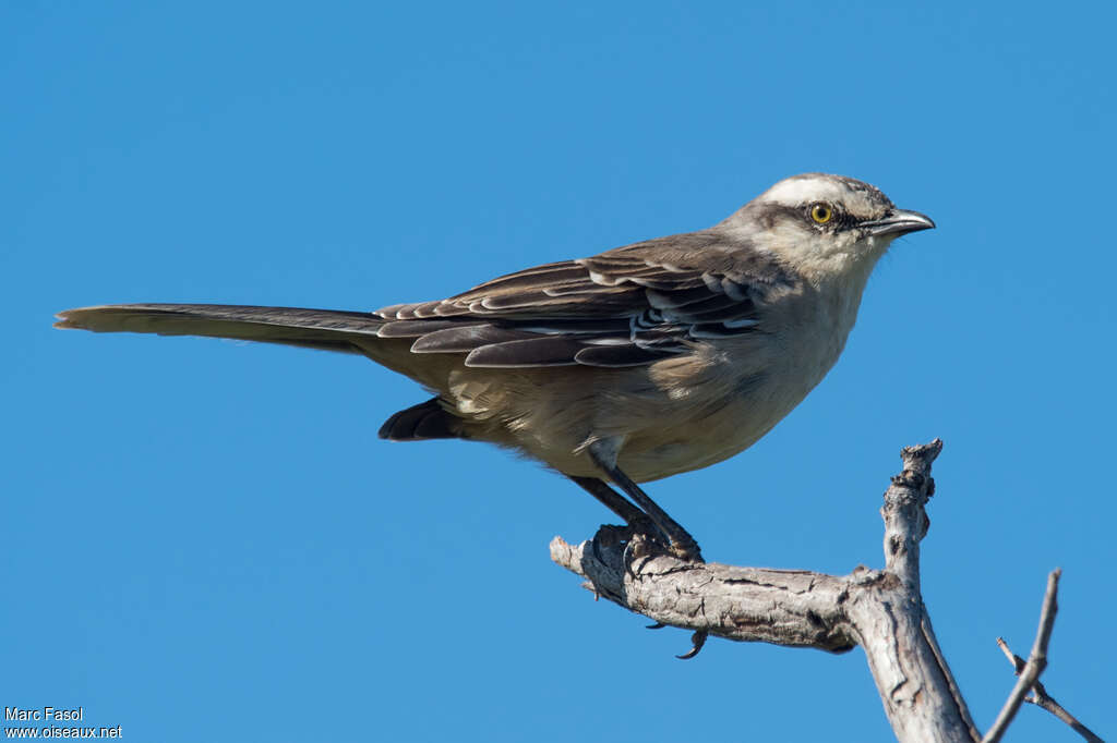 Chalk-browed Mockingbirdadult, identification