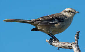 Chalk-browed Mockingbird