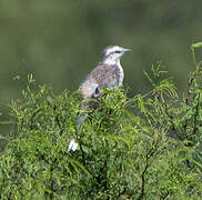 Chalk-browed Mockingbird