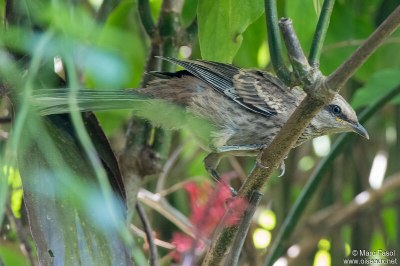 Chalk-browed Mockingbirdjuvenile, identification, camouflage