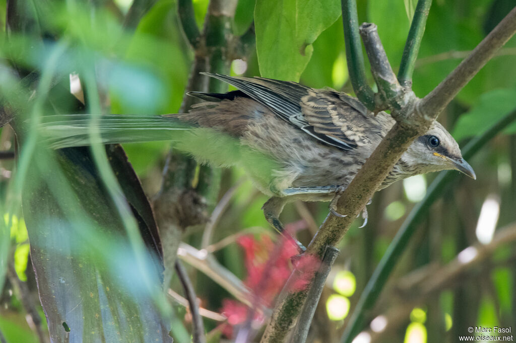 Moqueur plombéjuvénile, identification, camouflage