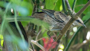 Chalk-browed Mockingbird