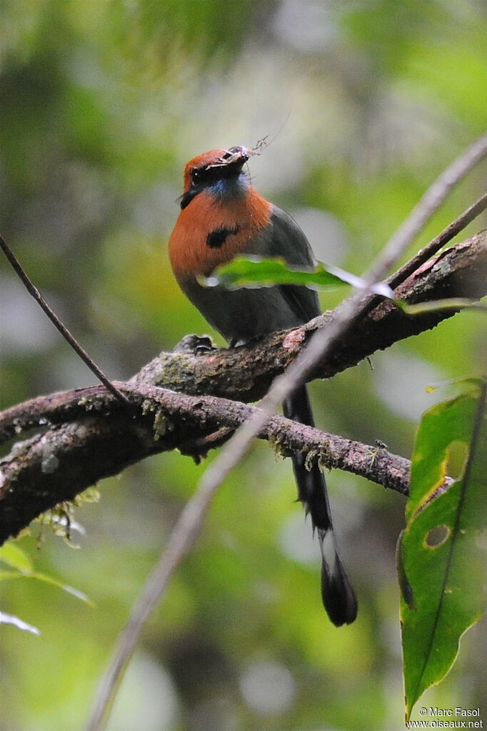 Motmot à bec largeadulte, identification, régime