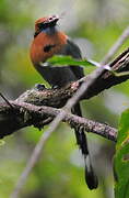 Broad-billed Motmot