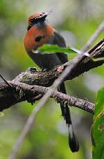 Motmot à bec large