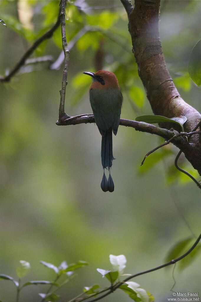 Broad-billed Motmotadult, identification