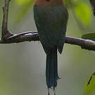 Motmot à bec large