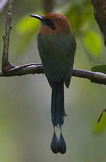 Motmot à bec large