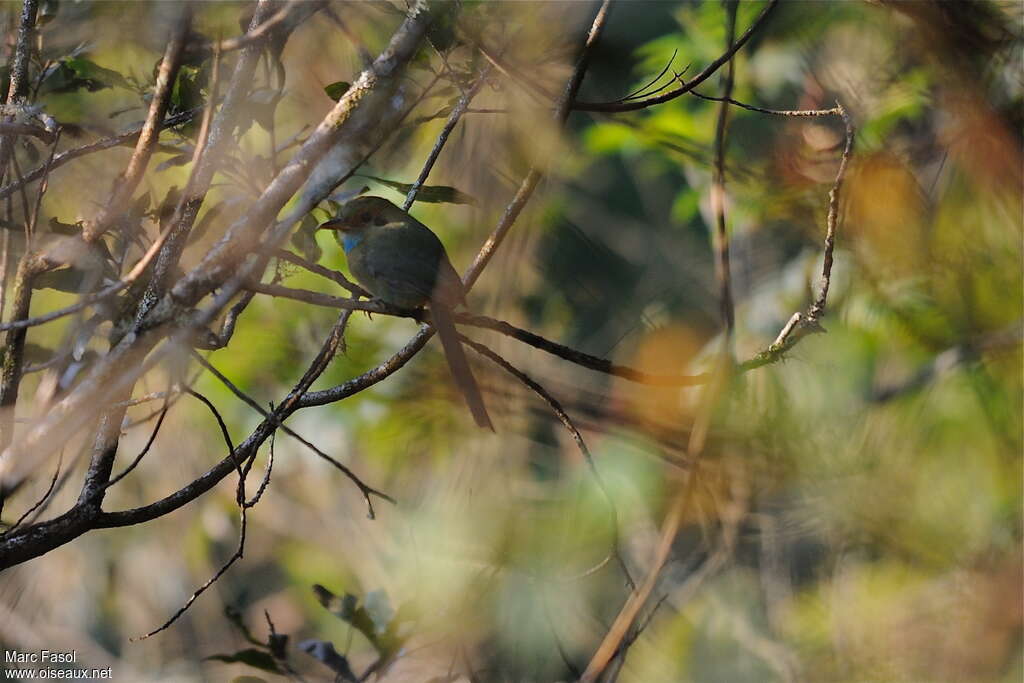 Motmot à gorge bleueadulte nuptial, identification