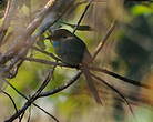 Motmot à gorge bleue