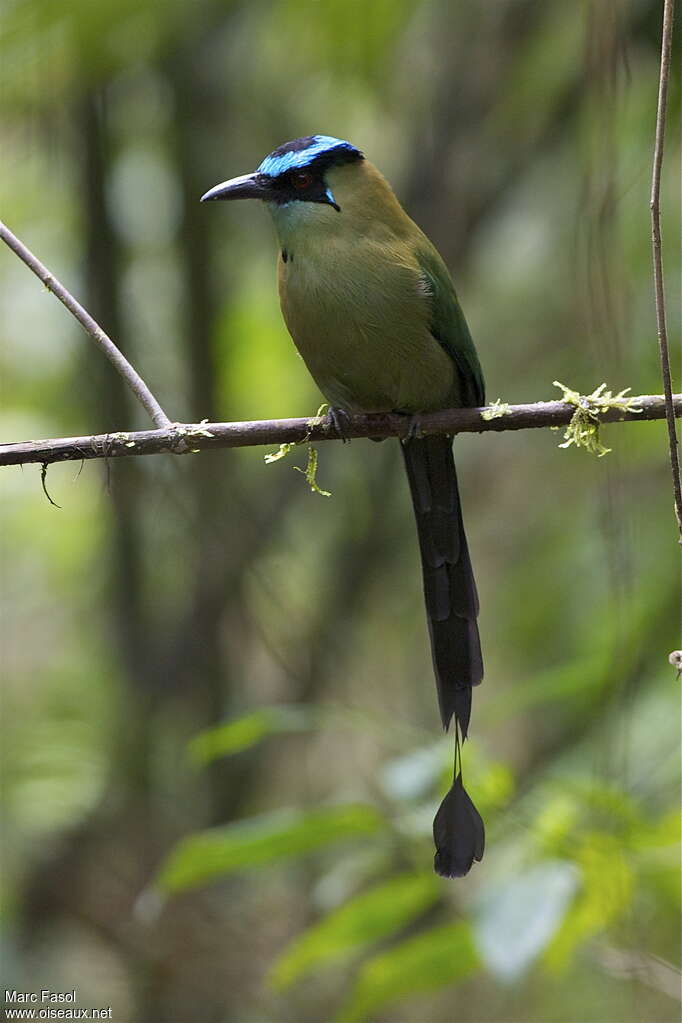 Motmot d'Équateuradulte, portrait