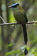 Motmot d'Équateur