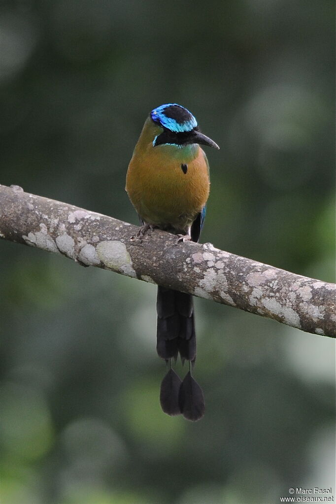 Motmot de Lessonadulte