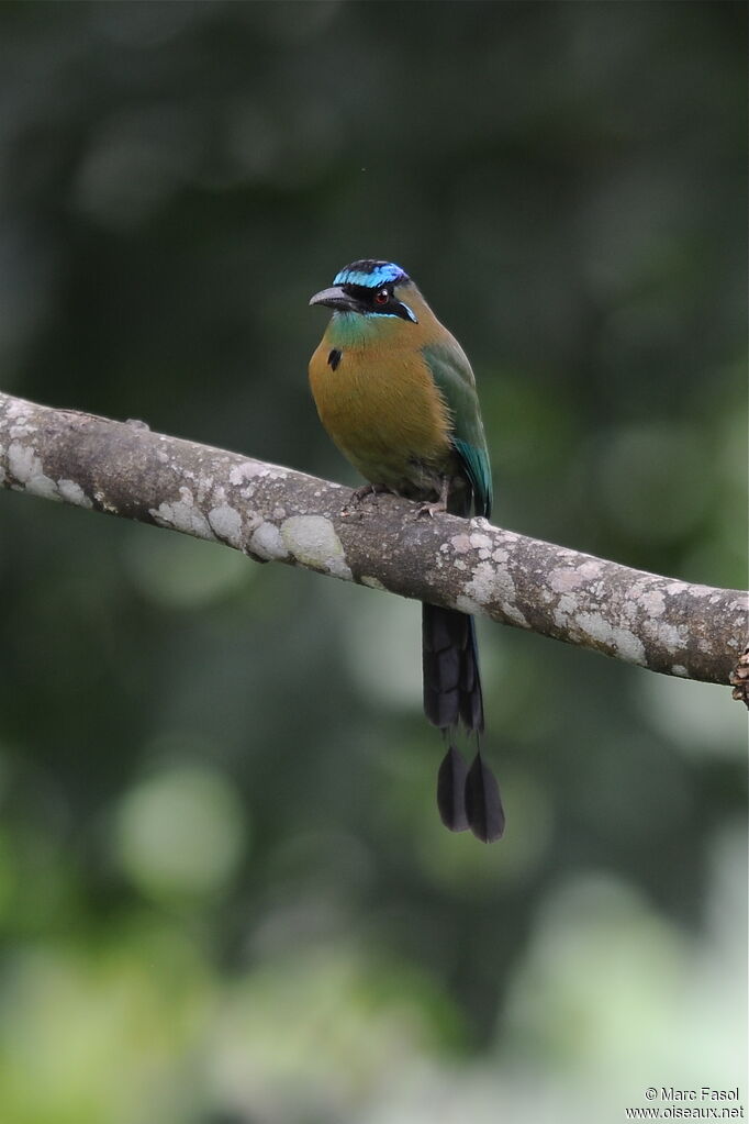 Motmot de Lessonadulte, composition