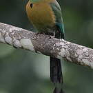 Motmot de Lesson