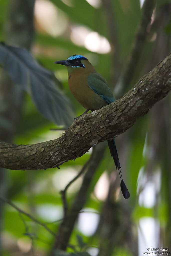 Lesson's Motmotadult breeding, habitat