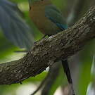 Motmot de Lesson
