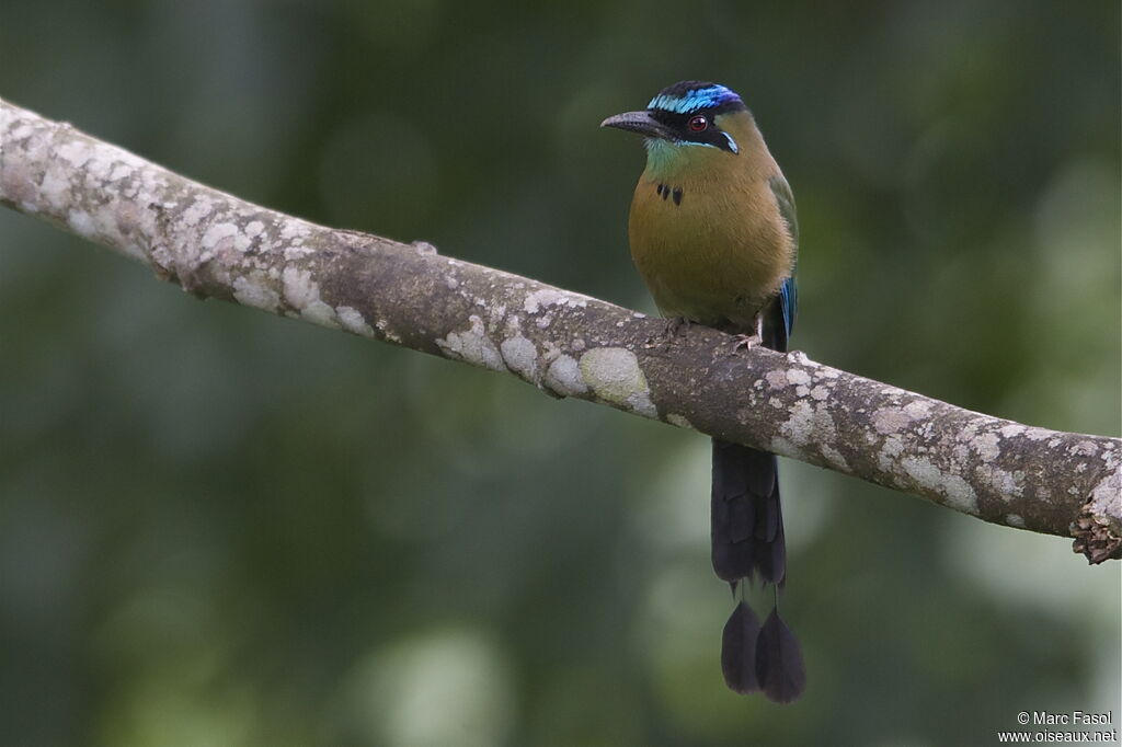 Motmot de Lessonadulte, identification