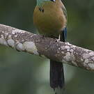 Motmot de Lesson