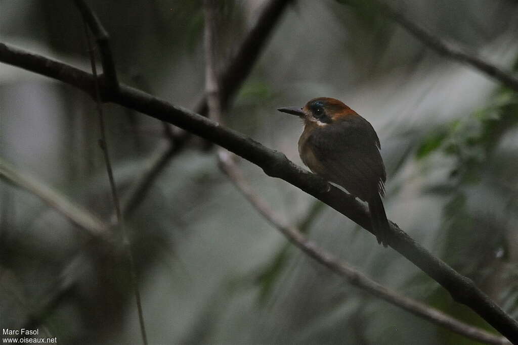 Tody Motmotadult breeding