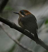 Tody Motmot