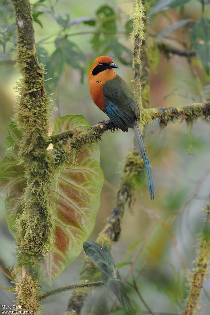 Motmot rouxadulte, identification