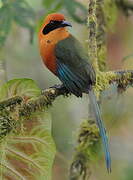 Rufous Motmot