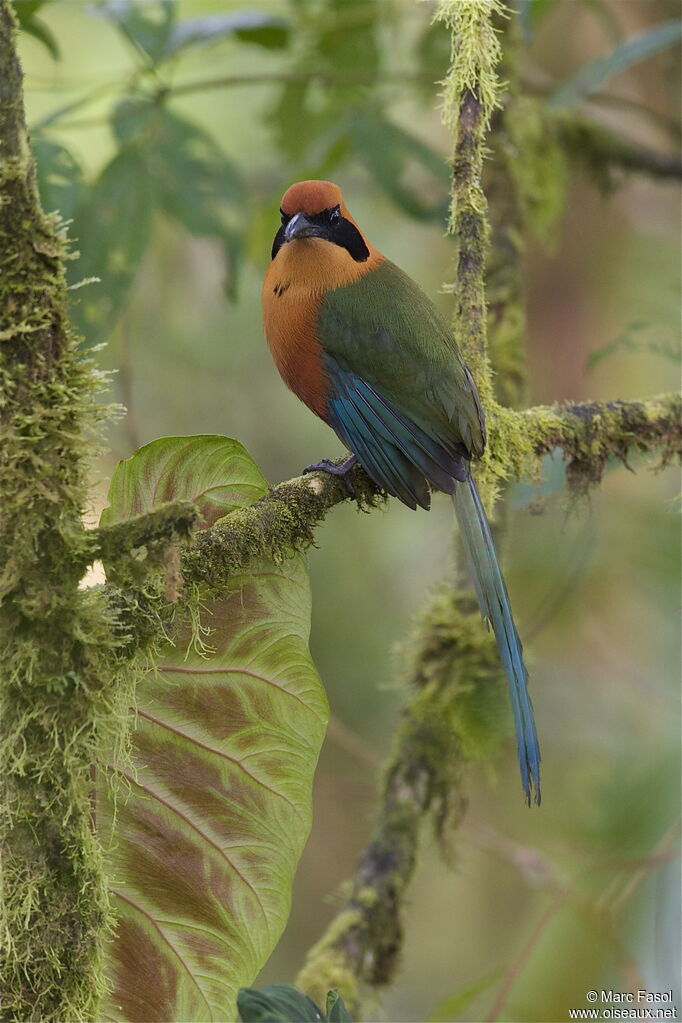 Motmot rouxadulte, identification