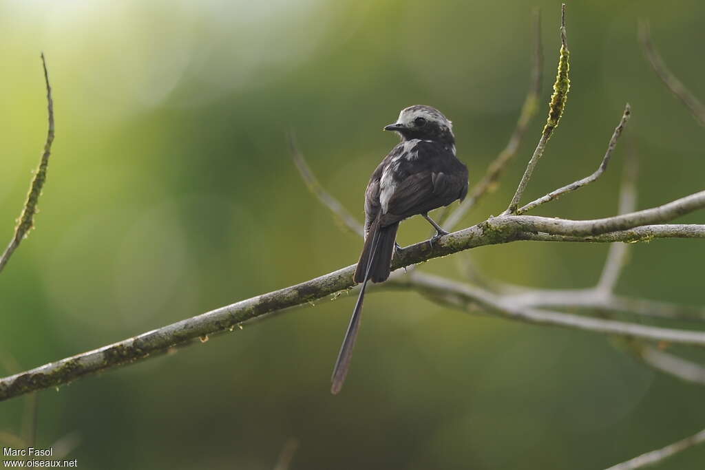 Long-tailed Tyrantadult, identification