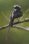 Long-tailed Tyrant