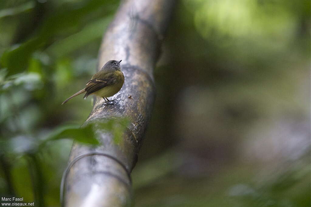 Tawny-chested Flycatcheradult, identification