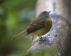 Tawny-chested Flycatcher