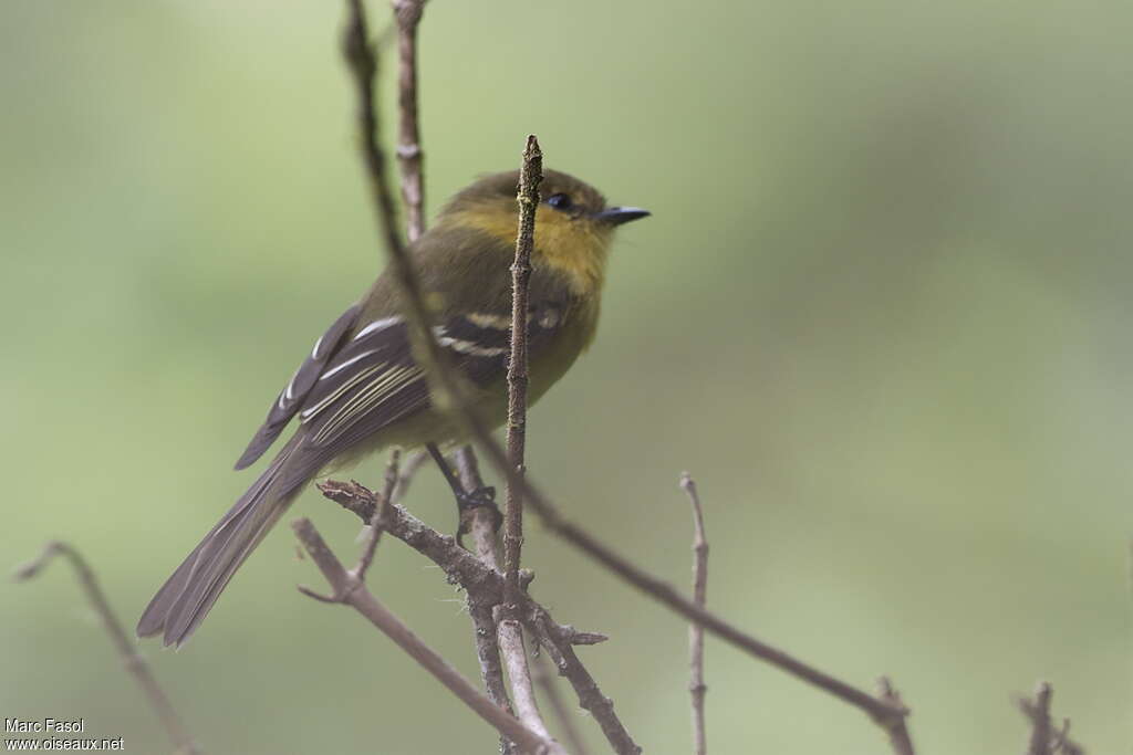 Ochraceous-breasted Flycatcheradult, identification