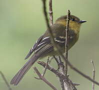 Ochraceous-breasted Flycatcher