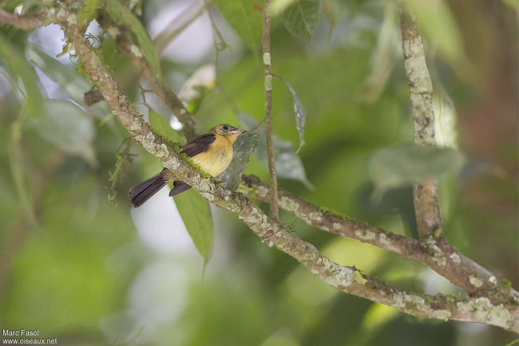 Black-tailed Myiobiusadult, identification