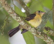 Black-tailed Myiobius