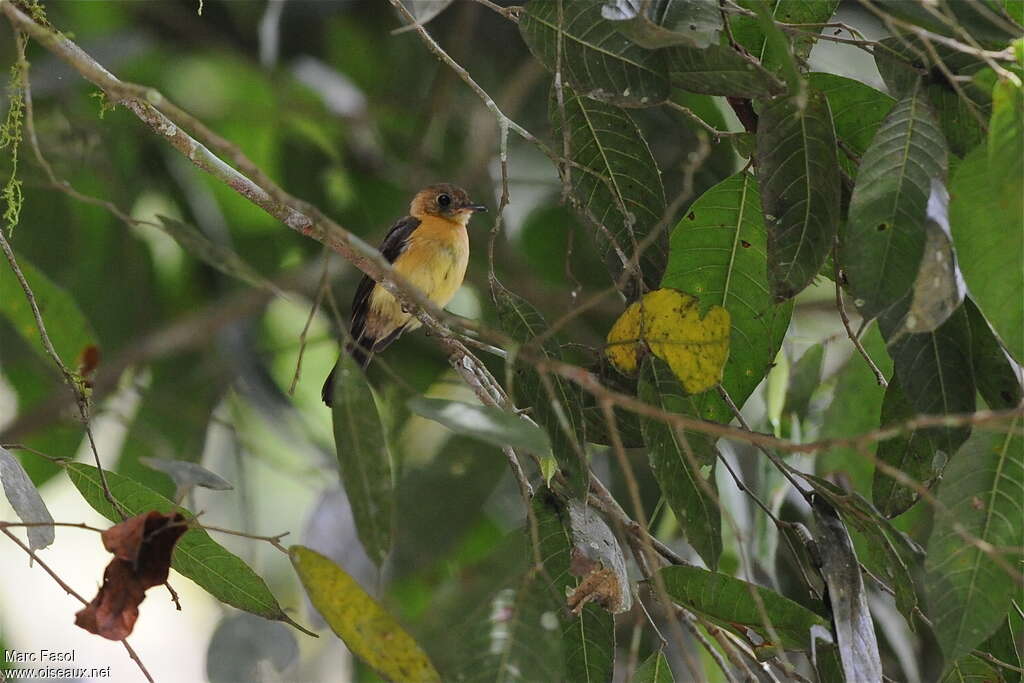 Black-tailed Myiobiusadult, identification