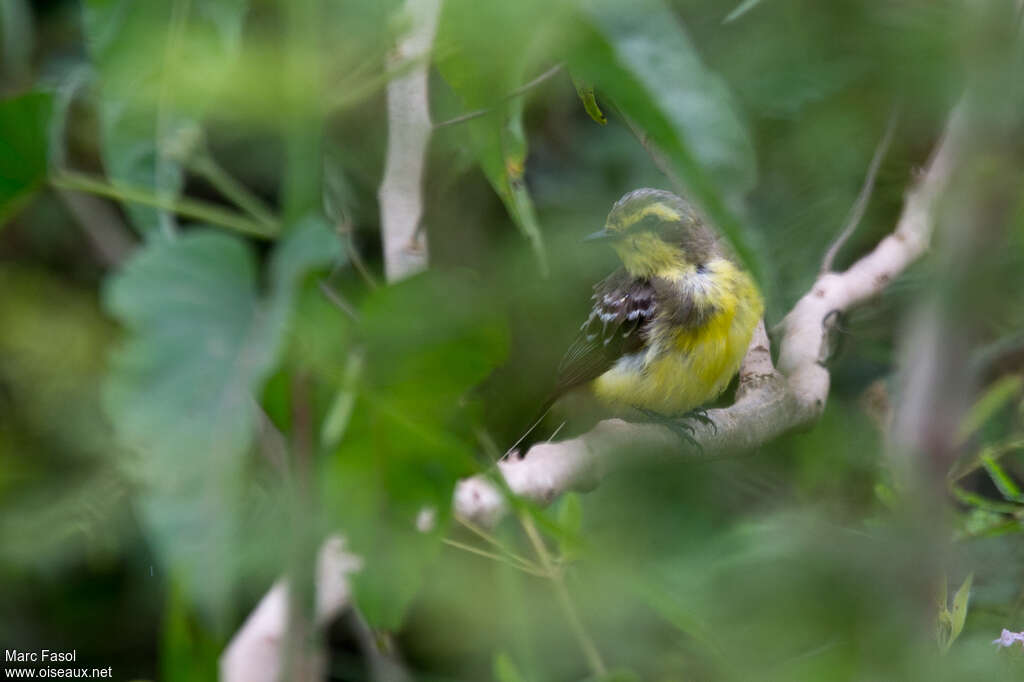 Yellow-browed Tyrantadult, identification