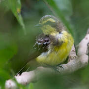 Yellow-browed Tyrant