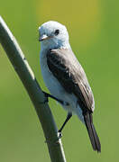 White-headed Marsh Tyrant