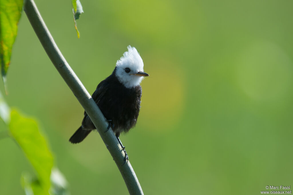 White-headed Marsh Tyrant male adult, identification