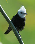 White-headed Marsh Tyrant