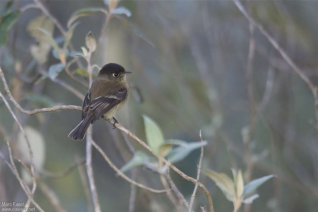 Black-capped Flycatcheradult, identification