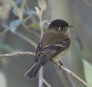 Black-capped Flycatcher