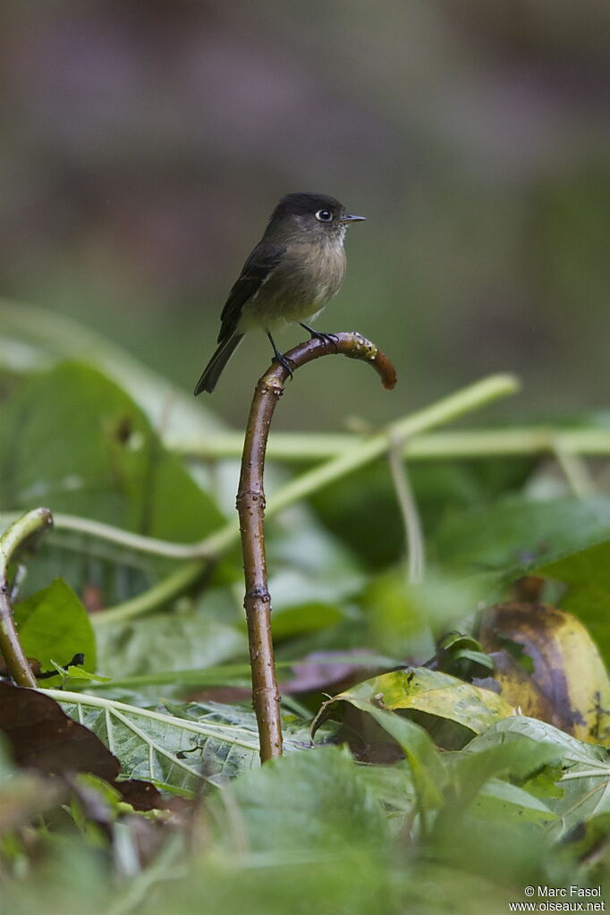 Moucherolle à tête noireadulte, identification