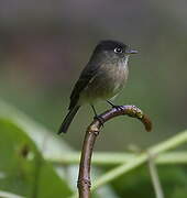 Black-capped Flycatcher