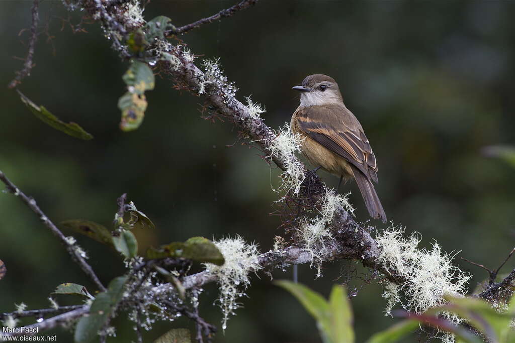 Rufous-bellied Bush Tyrantadult, identification