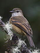 Rufous-bellied Bush Tyrant